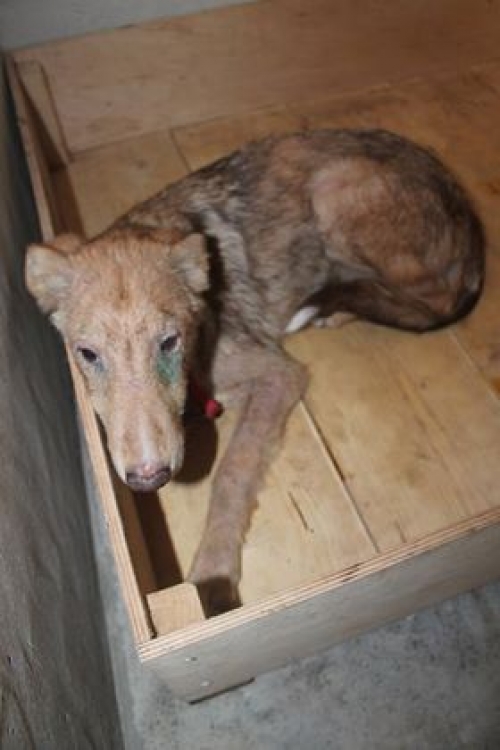 მეტისი ბონი