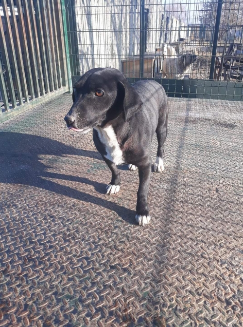 მეტისი ტასიკო