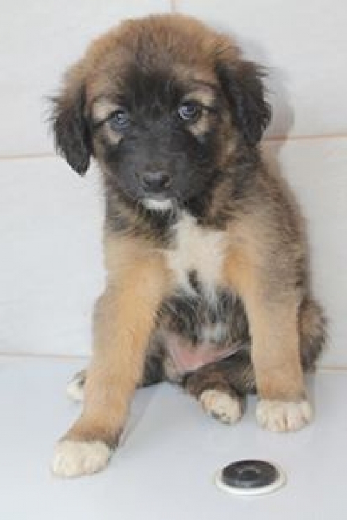 მეტისი უსახელო