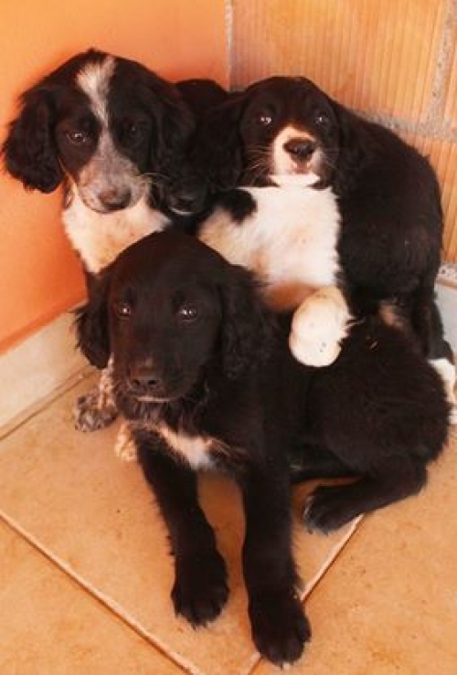 მეტისი უსახელო