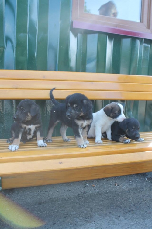 მეტისის ლეკვები უსახელო