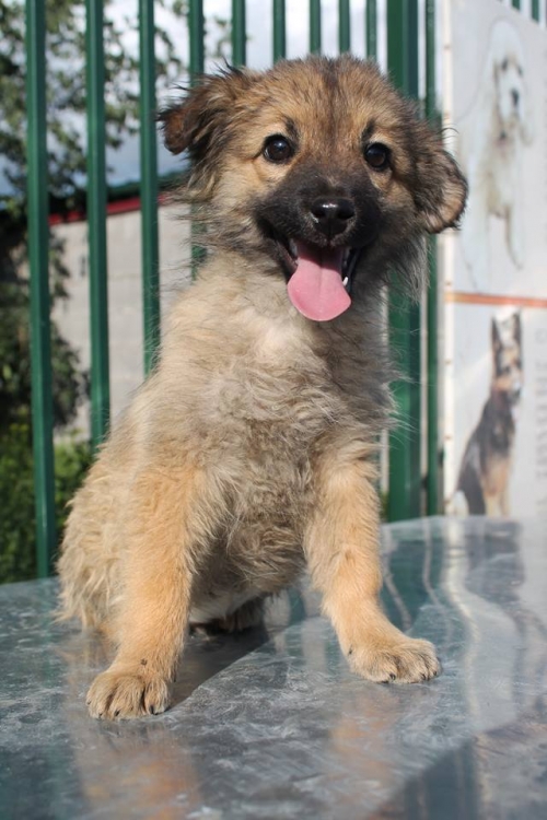 ქართული ქოფაკი უსახელო