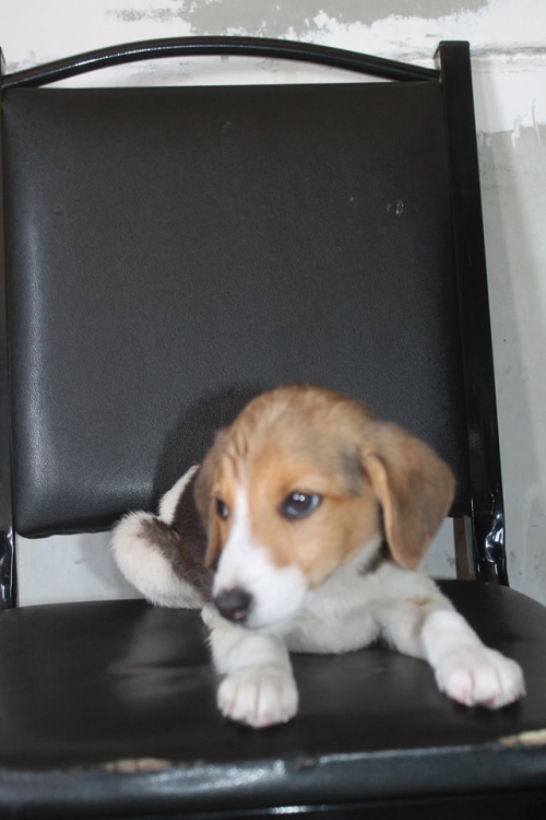 მეტისი ბელა