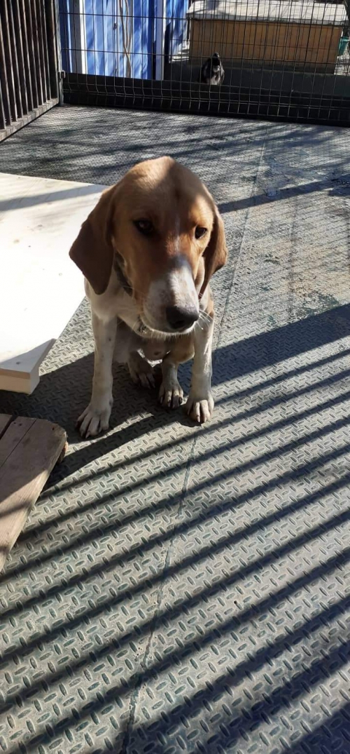 გონჩი უსახელო