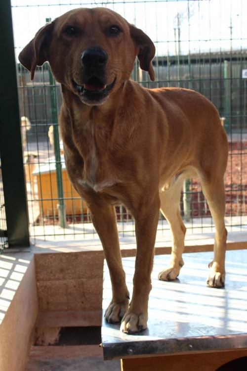 მეტისი რექსი