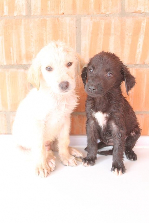 მეტისის ლეკვები უსახელო