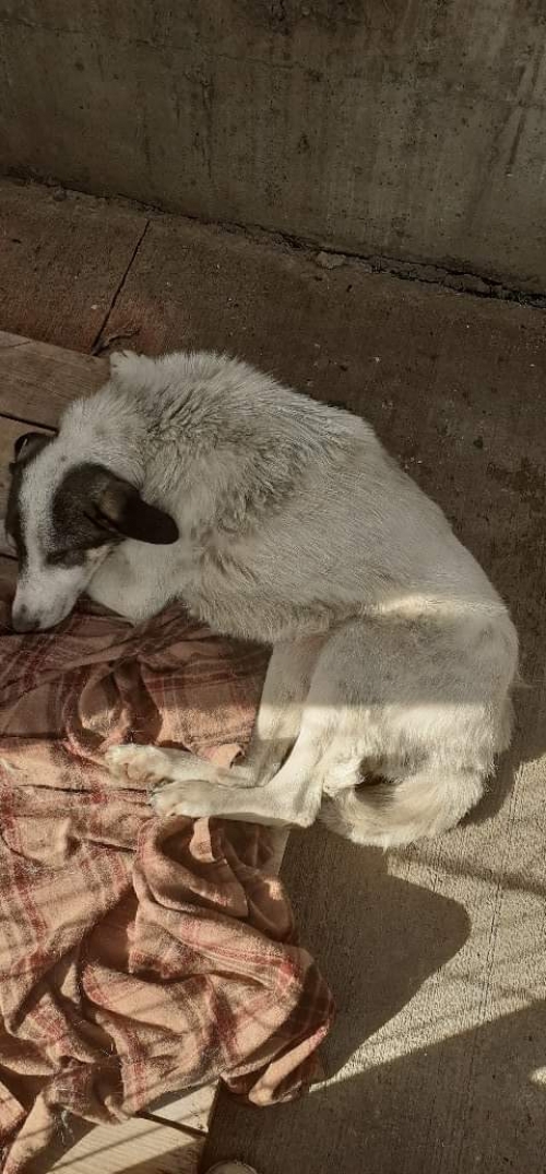 მეტისი უსახელო