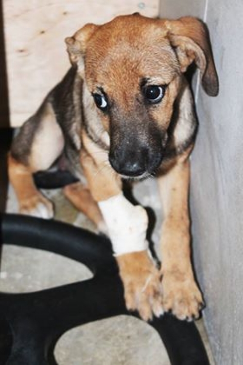 მეტისი უსახელო