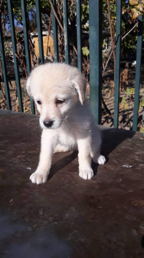 მეტისი მაქსი