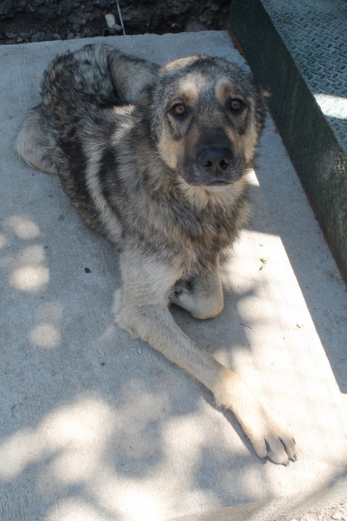 ქართული ქოფაკი მურა