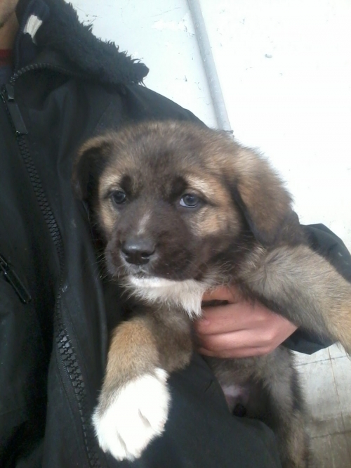 ქართული ქოფაკი უსახელო