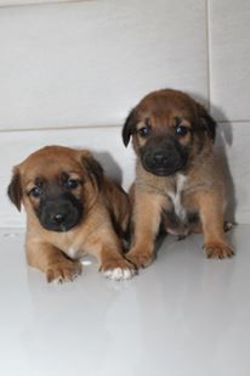 მეტისის ლეკვები უასახელო