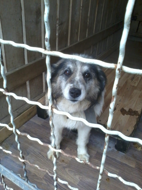 მეტისი უსახელო