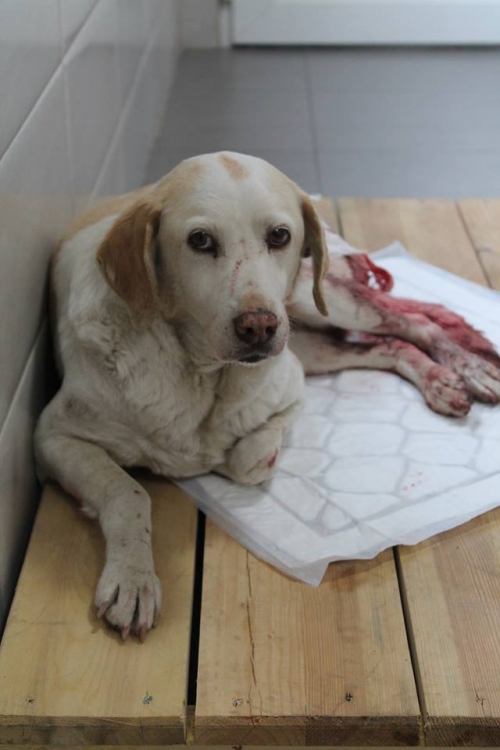 მეტისი ლინდა