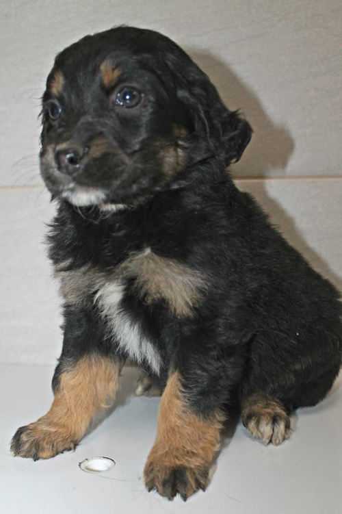 მეტისი უსახელო