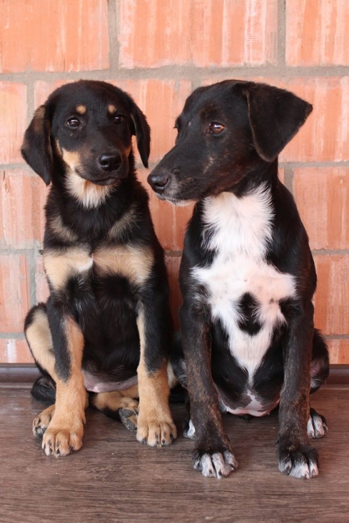 მეტისის ლეკვები უსახელო