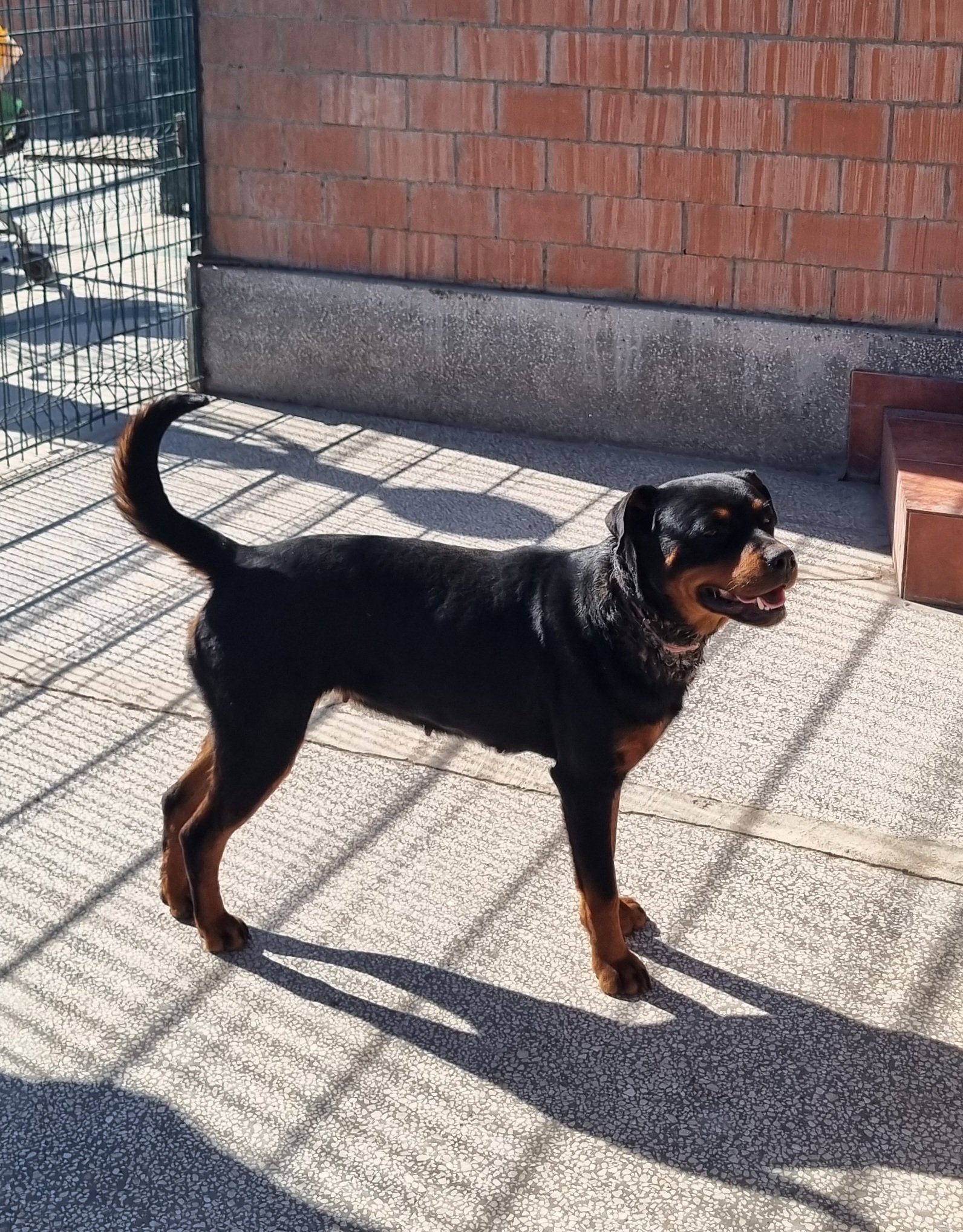 როტვეილერი. აჭარა, სოფ. ახალშენი