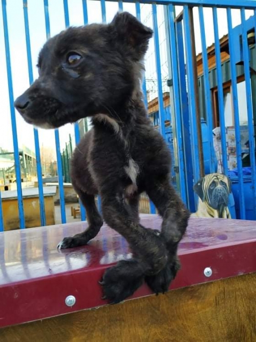 მეტისი უსახელო