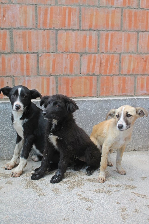 მეტისის ლეკვები უსახელო