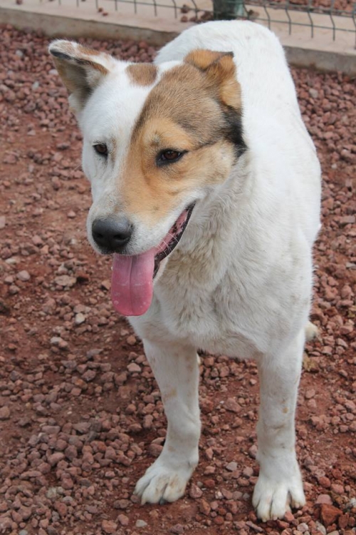 მეტისი ბიმი