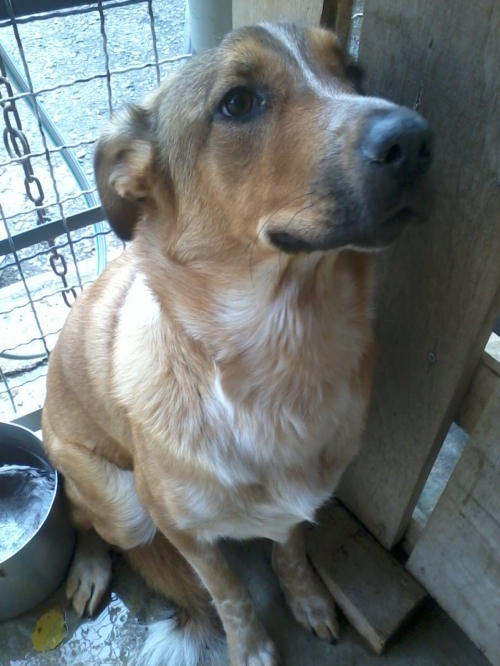 მეტისი შანი