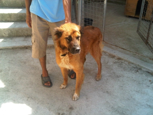 * გარდაცვლილები ქართული ნაგაზი