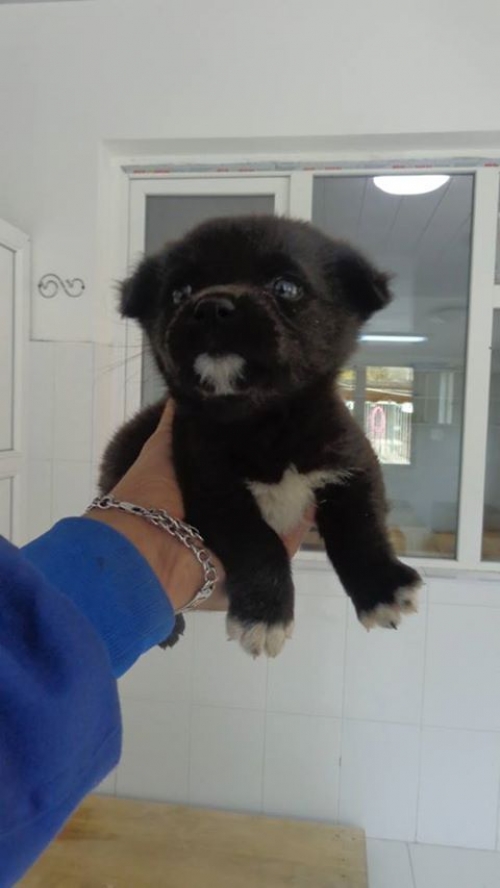 მეტისის ლეკვები უსაეხელო