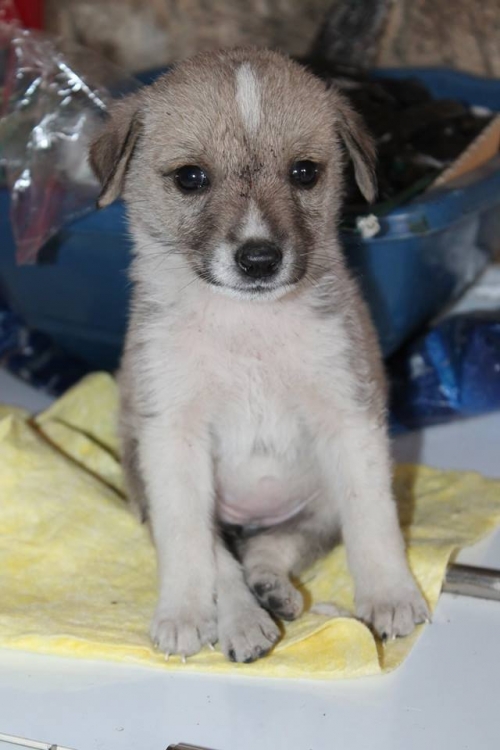 მეტისი უსახელო