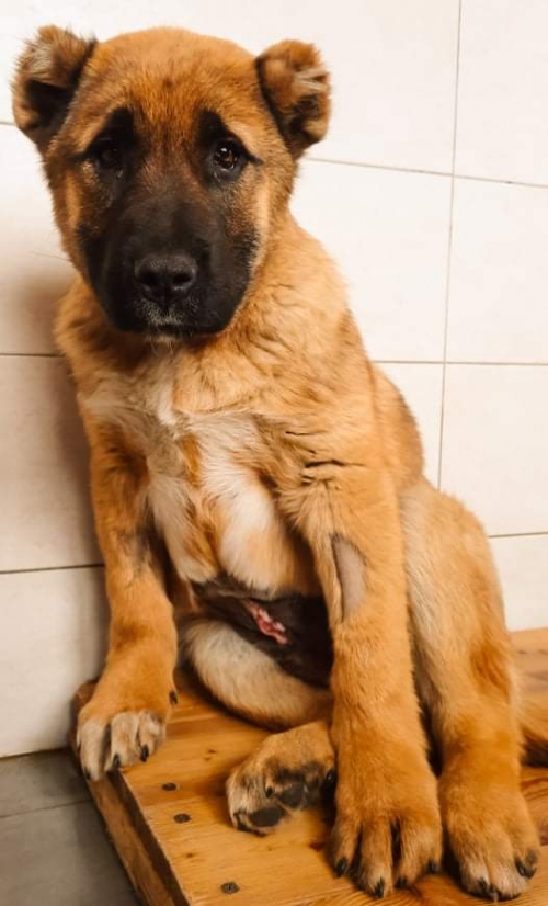 ქართული ნაგაზი ლომა