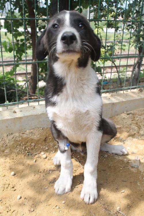 მეტისი ბოფსი