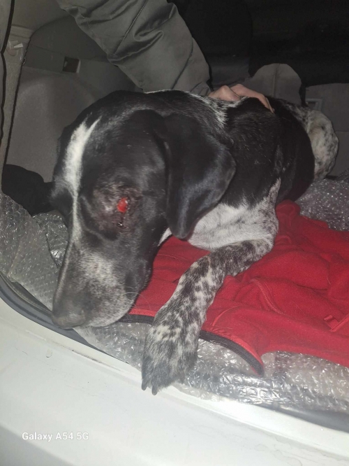 მეტისი ვარკეთილის მეტრო