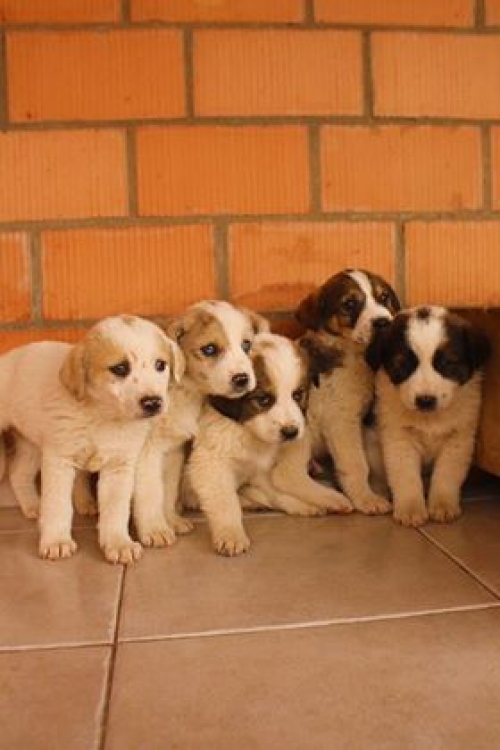 ქართული ქოფაკი უსახელო