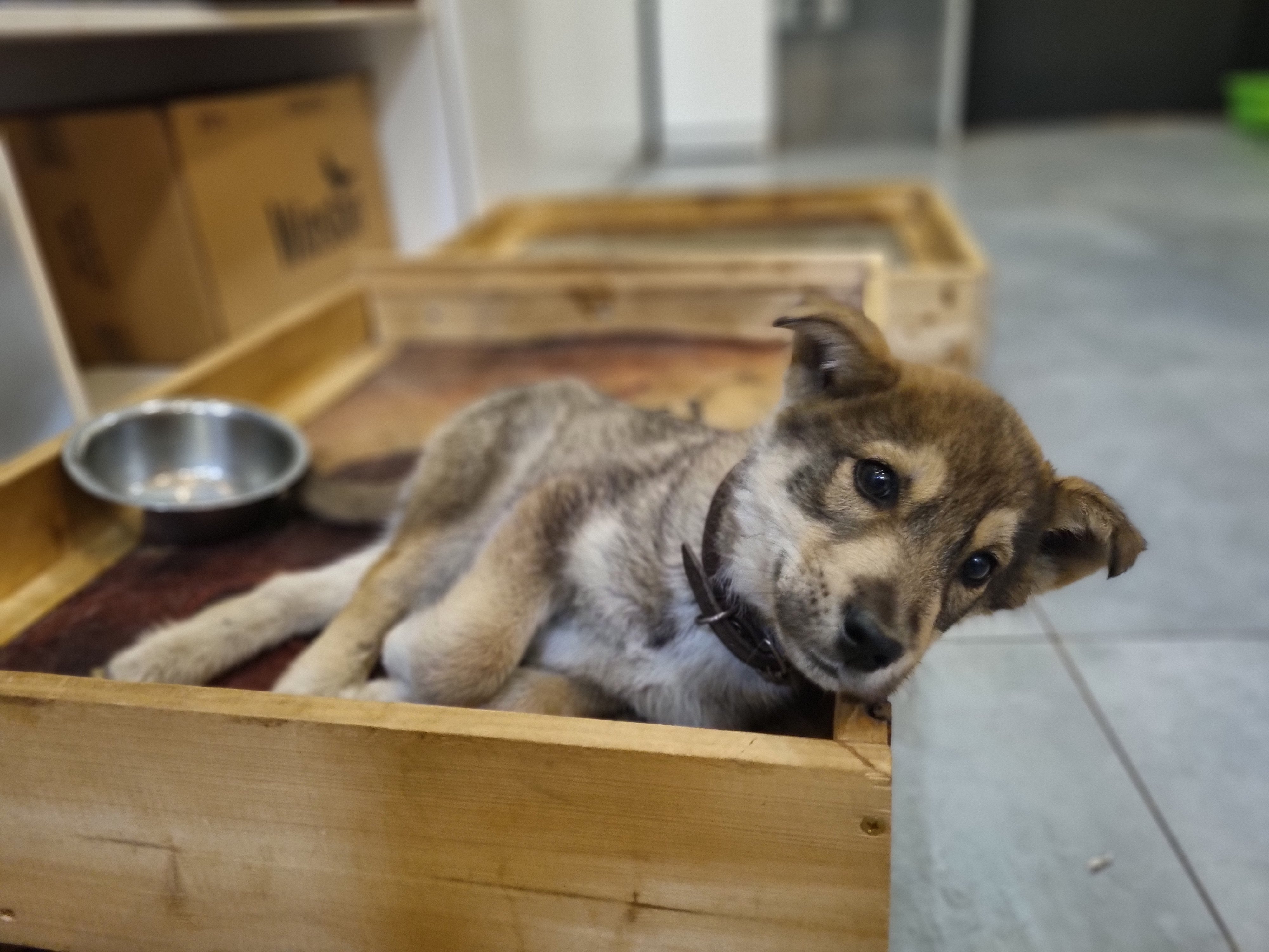 მეტისი. რუსთავის გზატკეცილი