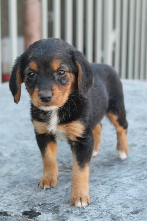 როტვეილერის მეტისები უსახელო