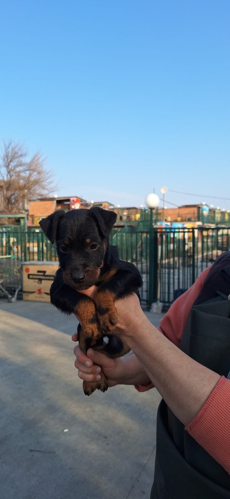 ვარკეთილის ხიდები