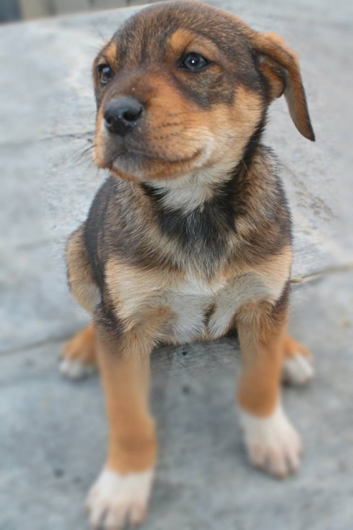 მეტისი უსახელო