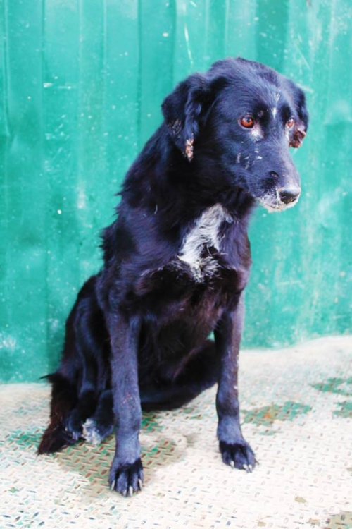 მეტისი უსახელო