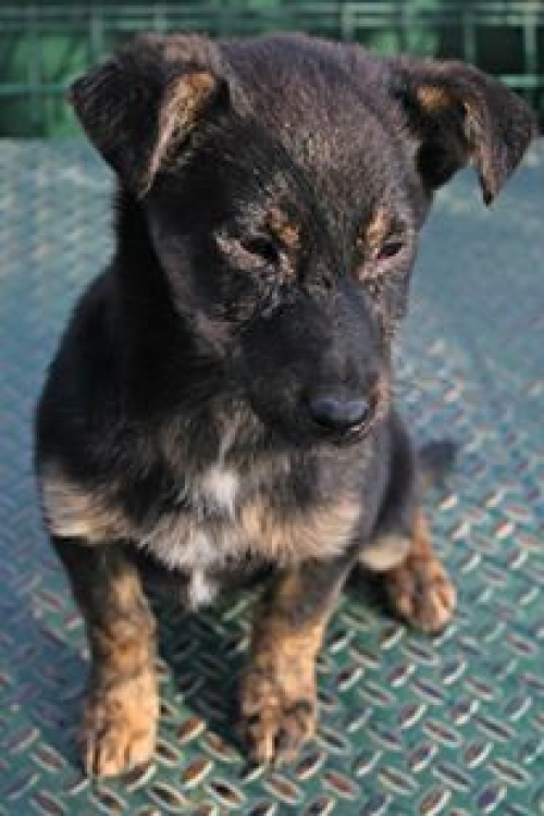 მეტისი უსახელო