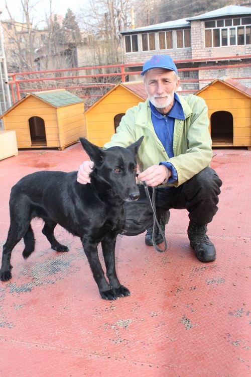 ბელგიური ნაგაზი ლიმო