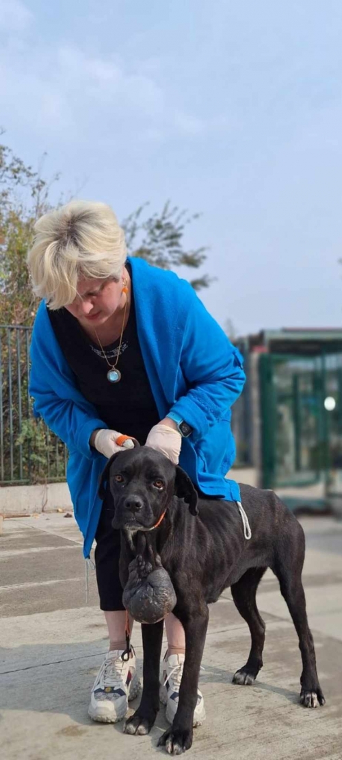 კანე კორსო მოიყვანა დარიკო გოგებაშვილი