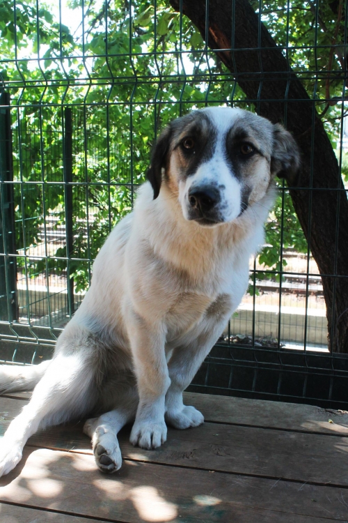 მეტისი უსახელო