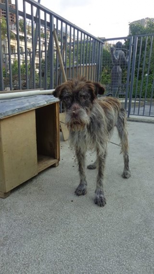 დრათხარი ბონო