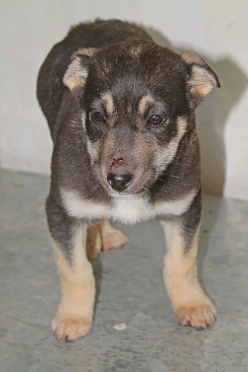 მეტისი უსახელო