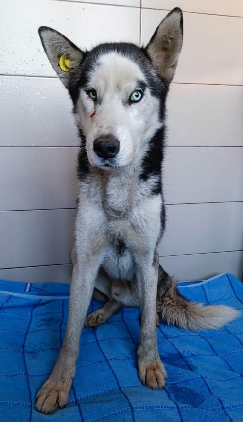 ლაიკა ჩააბარა აიშა ტოპალმა