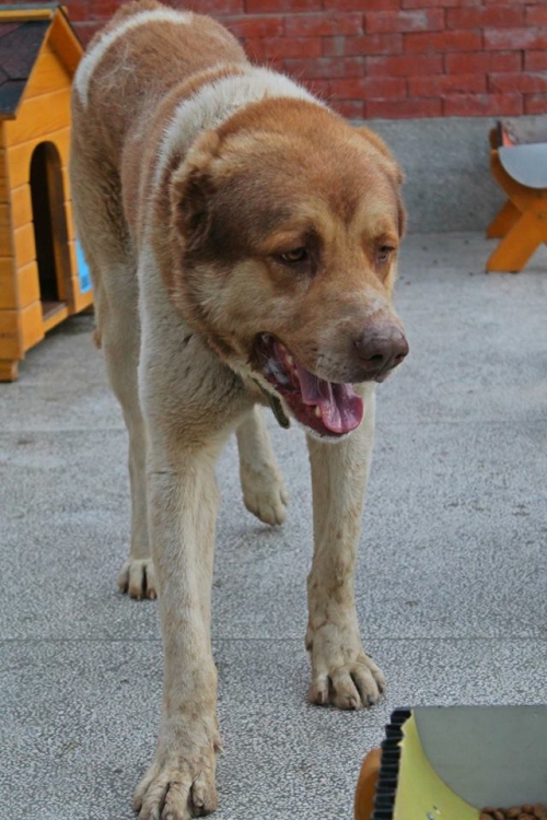 ქართული ნაგაზი ბუთა