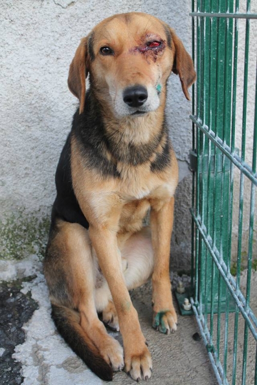 გონჩი ბონი