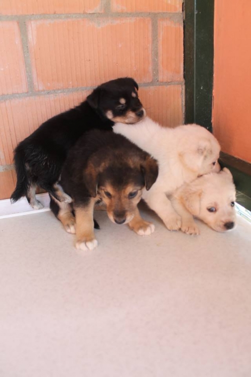 მეტისის ლეკვები უსახელო