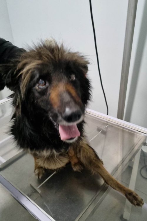 მეტისი ქუთაისი