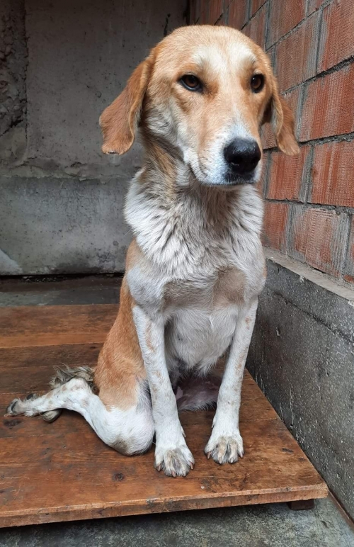 მეტისი უსახელო