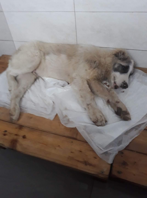 ქართული ნაგაზი უსახელო